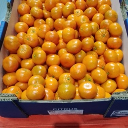 CLEMENTINAS 